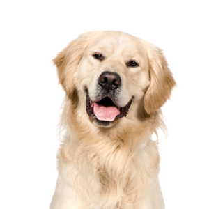 Petland Iowa City, Iowa Golden Retriever