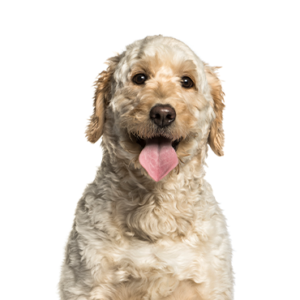 Petland Iowa City, Iowa Goldendoodle