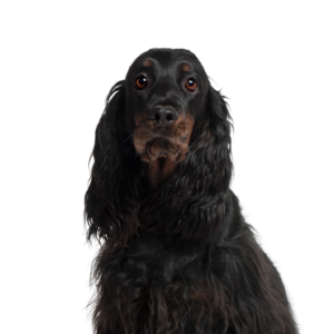 Petland Iowa City, Iowa Gordon Setter