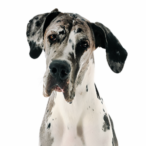 Petland Iowa City, Iowa Great Dane