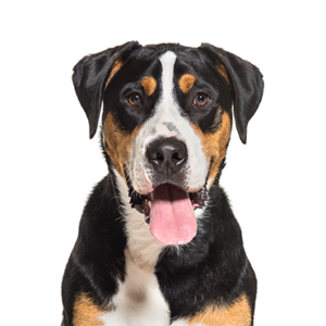 Petland Iowa City, Iowa Great Swiss Mountain Dog