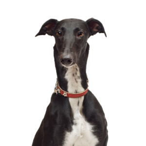 Petland Iowa City, Iowa Greyhound