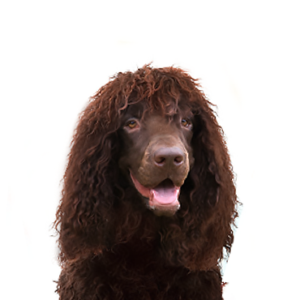 Petland Iowa City, Iowa Irish Water Spaniel