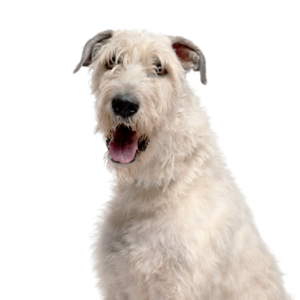 Petland Iowa City, Iowa Irish Wolfhound