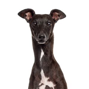 Petland Iowa City, Iowa Italian Greyhound