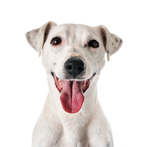 Petland Iowa City, Iowa Jack Russell Terrier