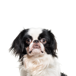 Petland Iowa City, Iowa Japanese Chin