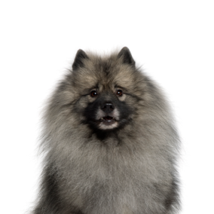Petland Iowa City, Iowa Keeshond
