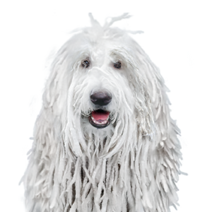 Petland Iowa City, Iowa Komondor