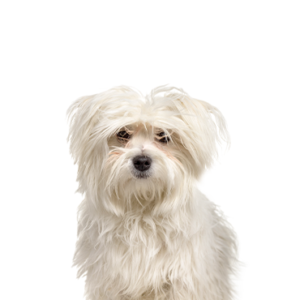 Petland Iowa City, Iowa Maltipom