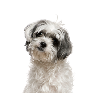 Petland Iowa City, Iowa Malshi