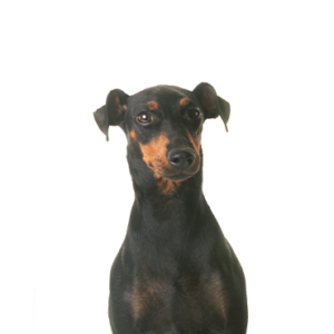 Petland Iowa City, Iowa Manchester Terrier
