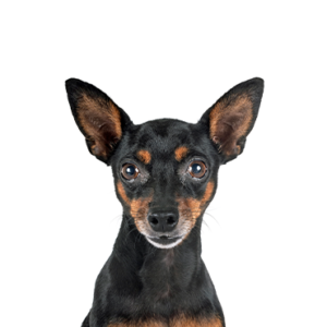 Petland Iowa City, Iowa Miniature Pinscher