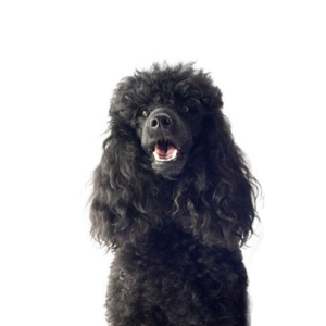 Petland Iowa City, Iowa Miniature Poodle