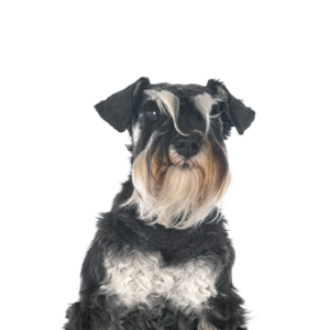 Petland Iowa City, Iowa Miniature Schnauzer