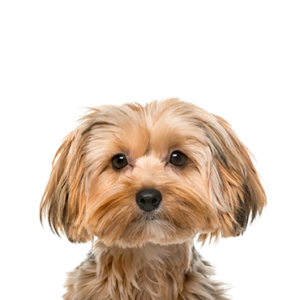 Petland Iowa City, Iowa Morkie