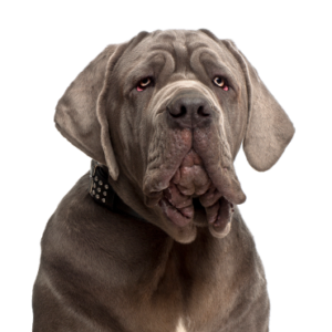 Petland Iowa City, Iowa Neapolitan Mastiff