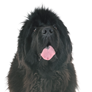 Petland Iowa City, Iowa Newfoundland