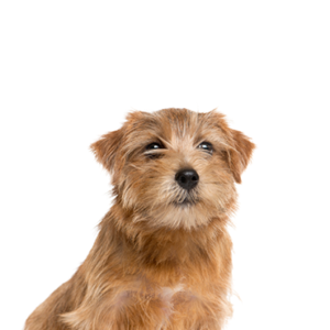 Petland Iowa City, Iowa Norfolk Terrier