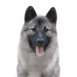 Petland Iowa City, Iowa Norwegian Elkhound