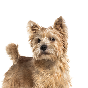 Petland Iowa City, Iowa Norwich Terrier