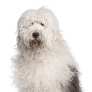 Petland Iowa City, Iowa Old English Sheepdog