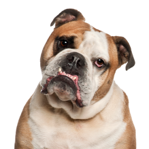 Petland Iowa City, Iowa Olde English Bulldogge
