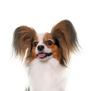 Petland Iowa City, Iowa Papillon