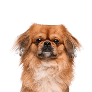 Petland Iowa City, Iowa Pekingese