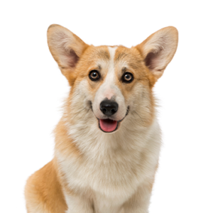 Petland Iowa City, Iowa Pembroke Welsh Corgi