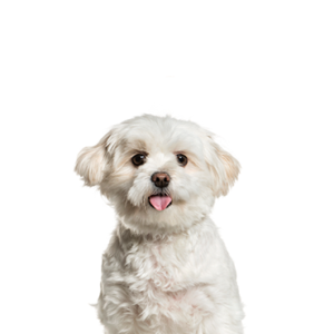 Petland Iowa City, Iowa Pomapoo