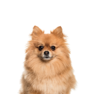 Petland Iowa City, Iowa Pomeranian