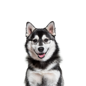 Petland Iowa City, Iowa Pomsky
