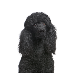 Petland Iowa City, Iowa Poodle