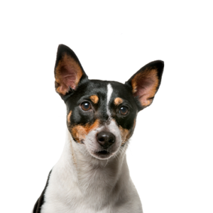 Petland Iowa City, Iowa Rat Terrier