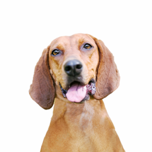 Petland Iowa City, Iowa Redbone Coonhound