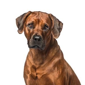 Petland Iowa City, Iowa Rhodesian Ridgeback