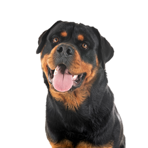 Petland Iowa City, Iowa Rottweiler