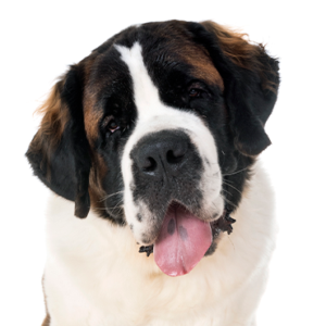 Petland Iowa City, Iowa Saint Bernard
