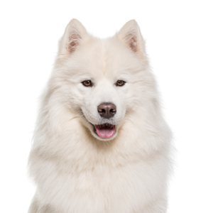 Petland Iowa City, Iowa Samoyed