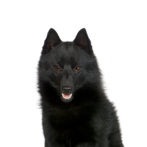 Petland Iowa City, Iowa Schipperke