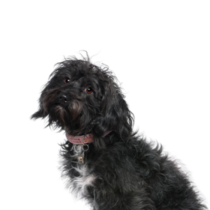 Petland Iowa City, Iowa Schnoodle