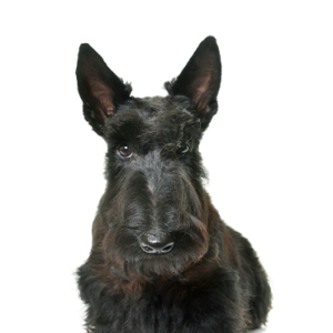 Petland Iowa City, Iowa Scottish Terrier