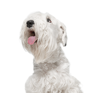 Petland Iowa City, Iowa Sealyham Terrier
