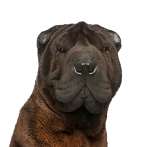 Petland Iowa City, Iowa Shar-Pei