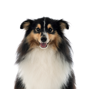 Petland Iowa City, Iowa Shetland Sheepdog