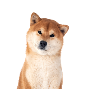 Petland Iowa City, Iowa Shiba Inu