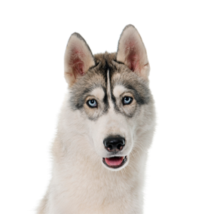 Petland Iowa City, Iowa Siberian Husky