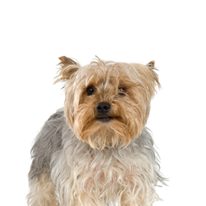 Petland Iowa City, Iowa Silky Terrier