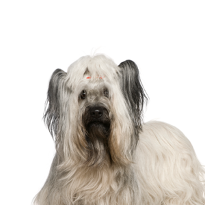 Petland Iowa City, Iowa Skye Terrier
